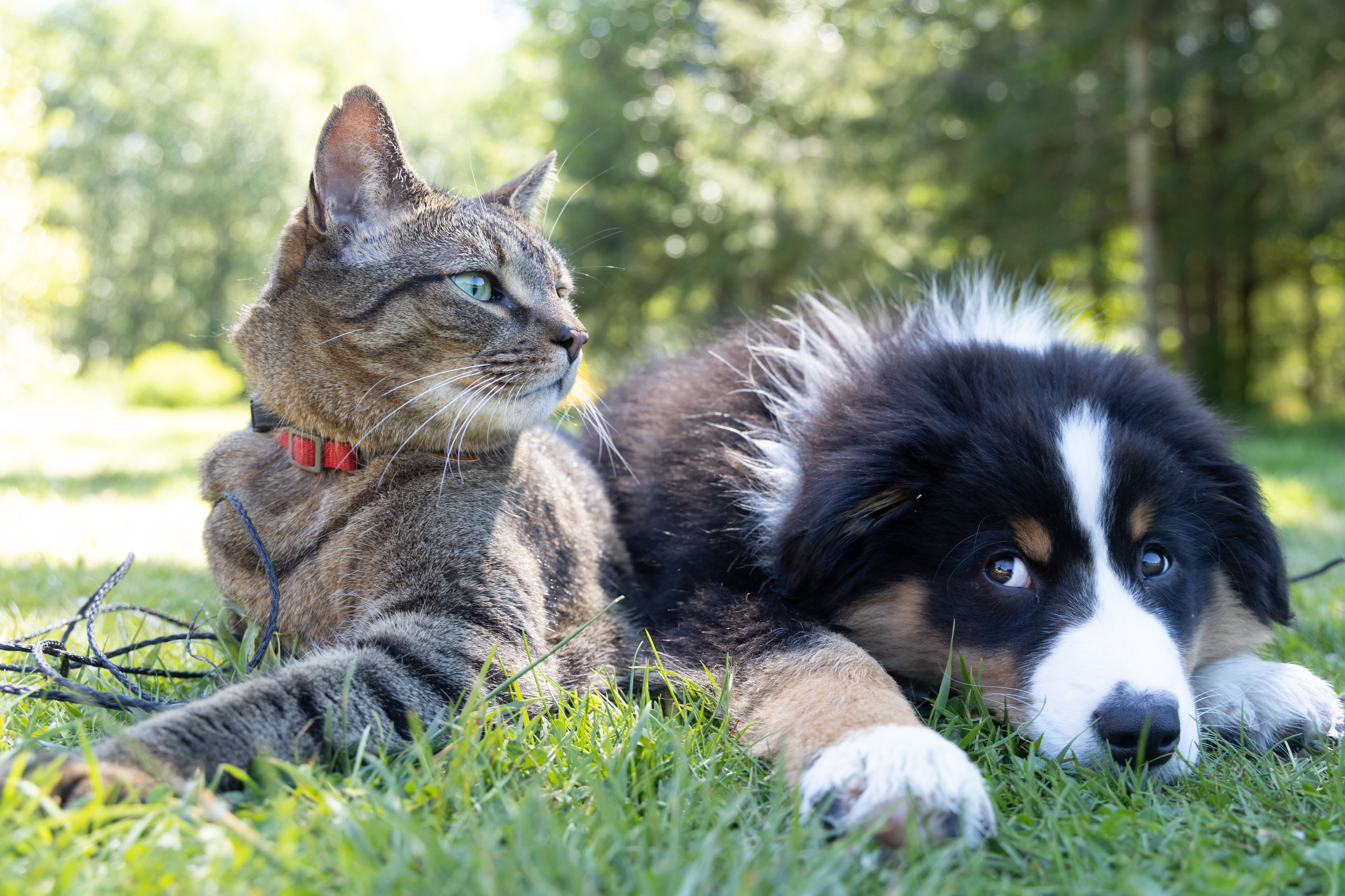 Почему собакам запрещено давать кошачий корм: главные причины и последствия