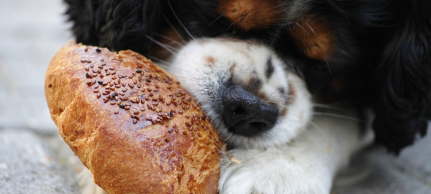 Источник энергии: можно ли давать собакам хлеб