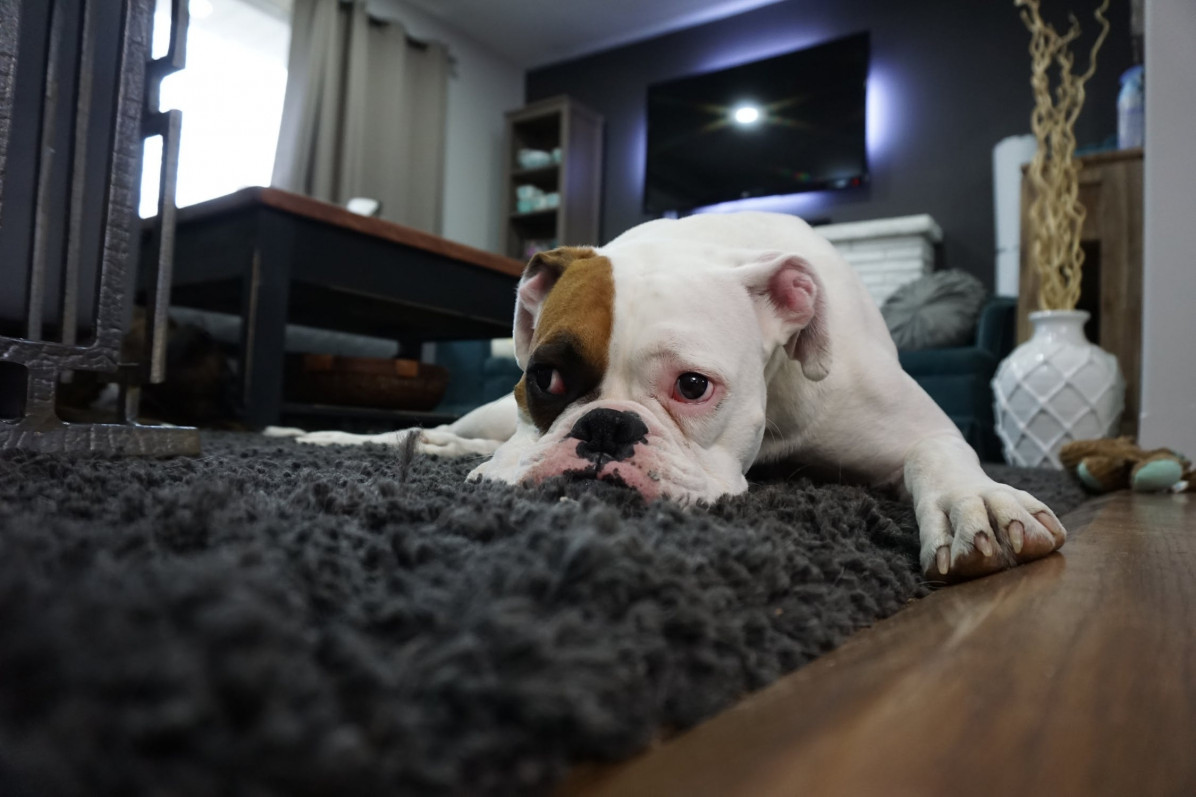 Собака на ковре в квартире