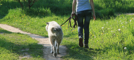 Площадки и услуги по выгулу собак в Воронеже: где можно гулять с собакой