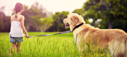 Страхование домашних животных в Воронеже: страховка собак и кошек, адреса, телефоны, отзывы