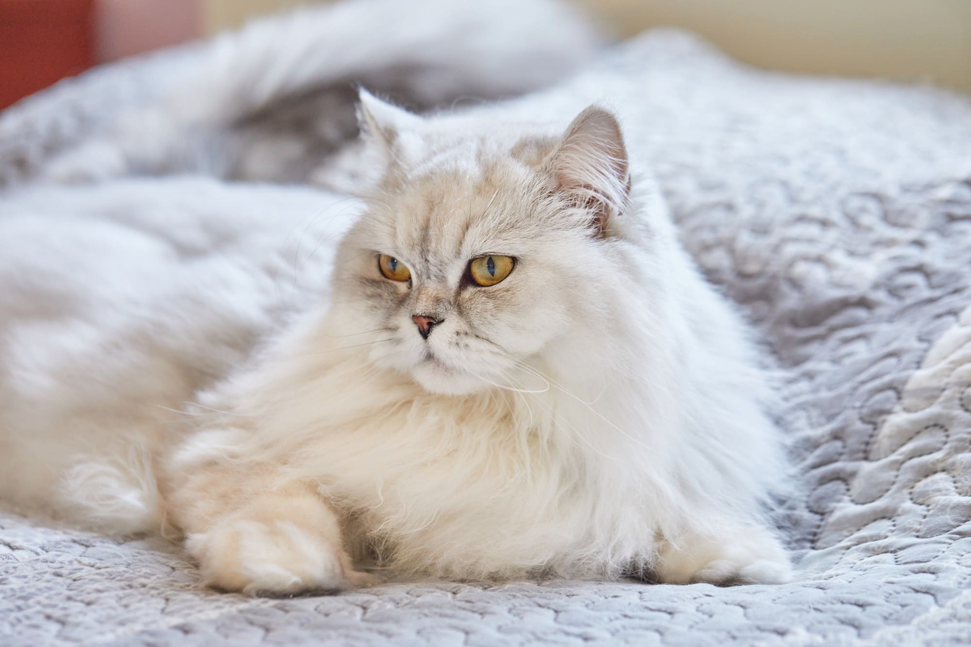кошечка