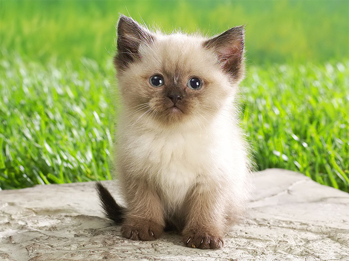 Котенок персидской кошки