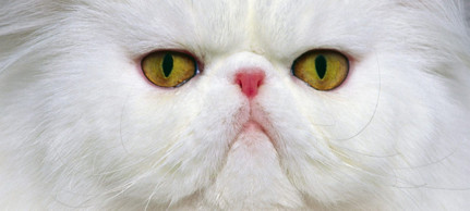 Покупка котенка персидской кошки в питомнике