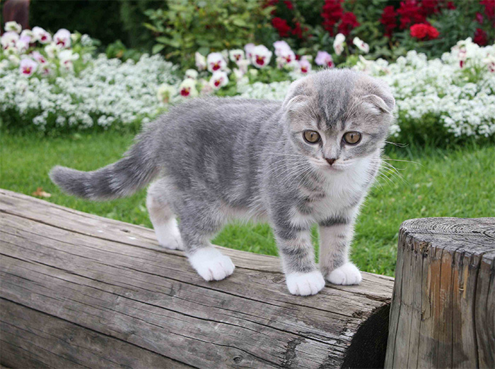 Котенок шотландской вислоухой кошки