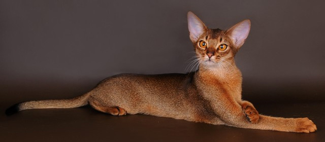 Как выбрать абиссинского котенка в питомнике: советы по выбору и  приобретению - Лавка Питомца