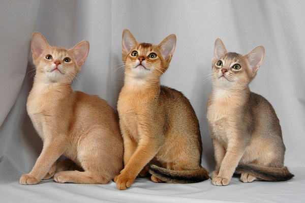 Котята абиссинских кошек