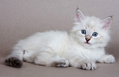 Как выбрать сибирского котенка в питомнике: на что смотреть при покупке -  Лавка Питомца