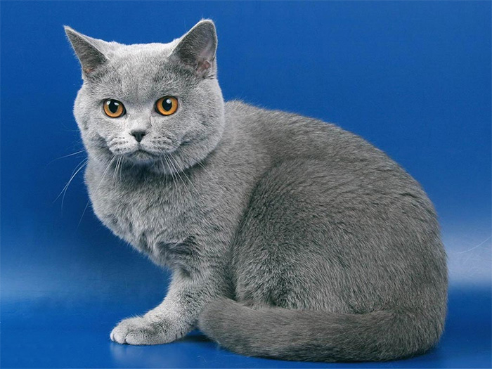 британская короткошёрстная кошка котята