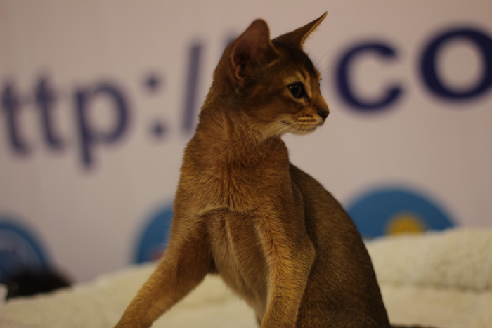 Котёнок с выставки «Ласковое Мяу»