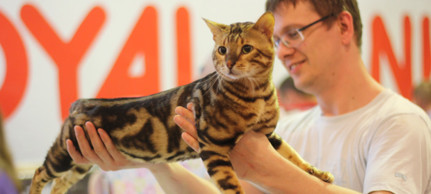 Международная выставка кошек «Ласковое Мяу» (Воронеж, 17-18 мая 2014 года)