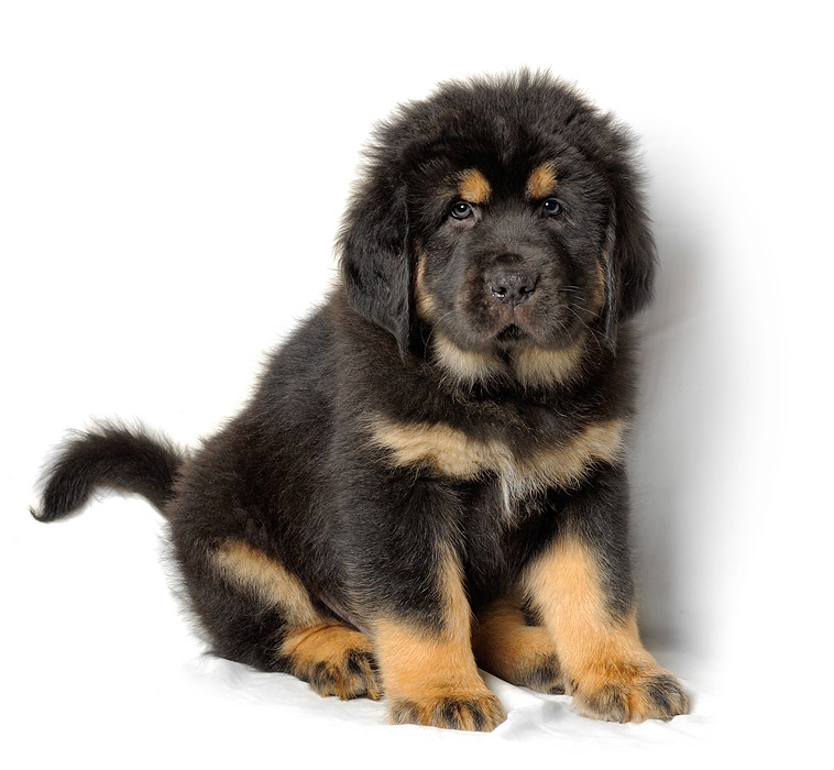 Как выбрать щенка породы тибетский мастиф в питомнике: выбор и покупка  собаки - Лавка Питомца