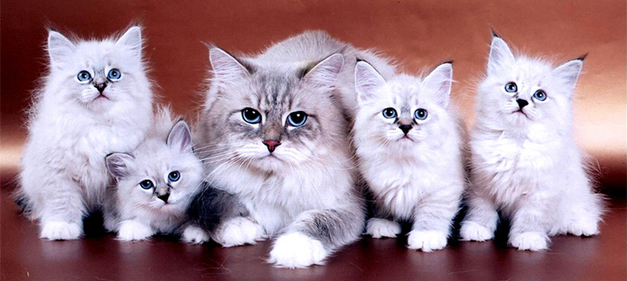 Как правильно купить котенка невской маскарадной кошки в питомнике: на что  обращать внимание при выборе - Лавка Питомца