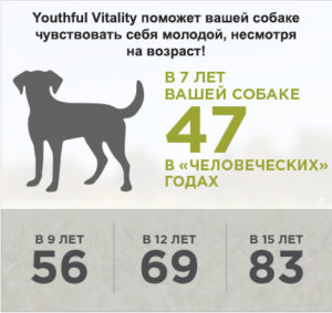 YV-DOG_produktovaya-str3-300x283.jpg (696 KB)
