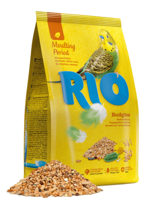 Rio в Период Линьки Волнистые Попугайчики