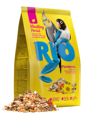 Rio в Период Линьки Средние Попугаи